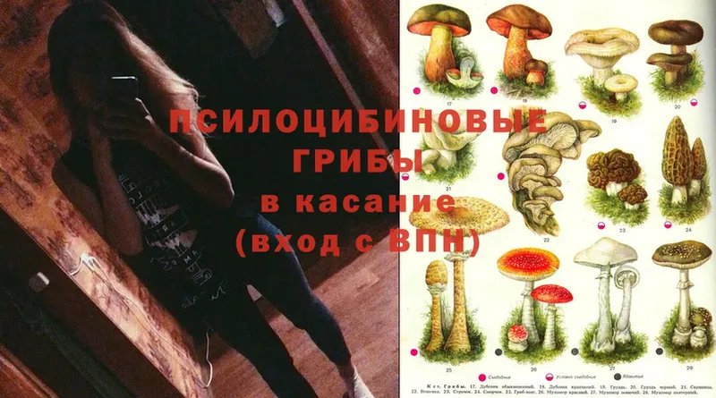 Галлюциногенные грибы Psilocybe  площадка телеграм  Лесной 